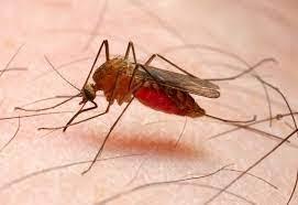 پاورپوینت آشنایی با بیماری های واگیر بیماری مالاریا