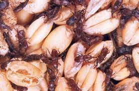 پاورپوینت آفات انباری